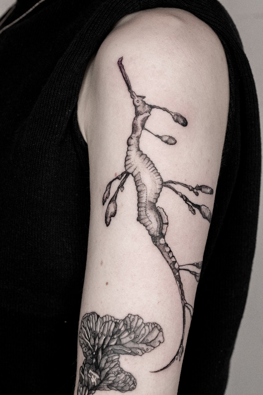 Underwater Species II