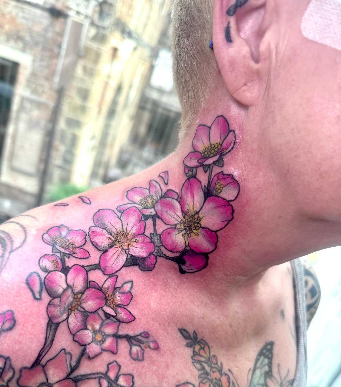 Cherry Blossoms