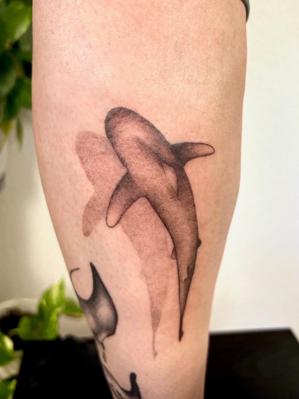 Shark