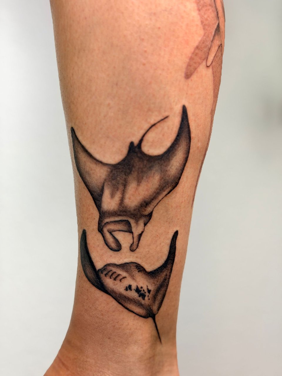 mantarays