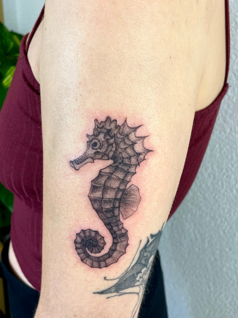 Seahorse