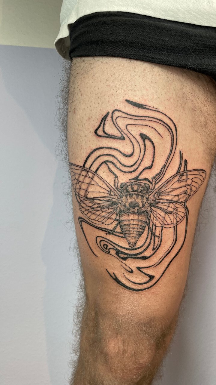 Cicada