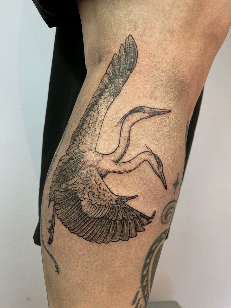 Two-Headed Grey Heron